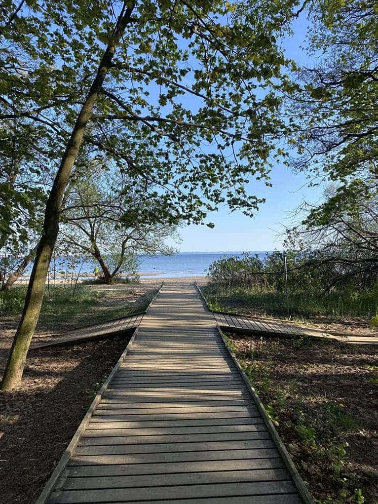 A wooden jetty going into the sea, surrounded by trees.